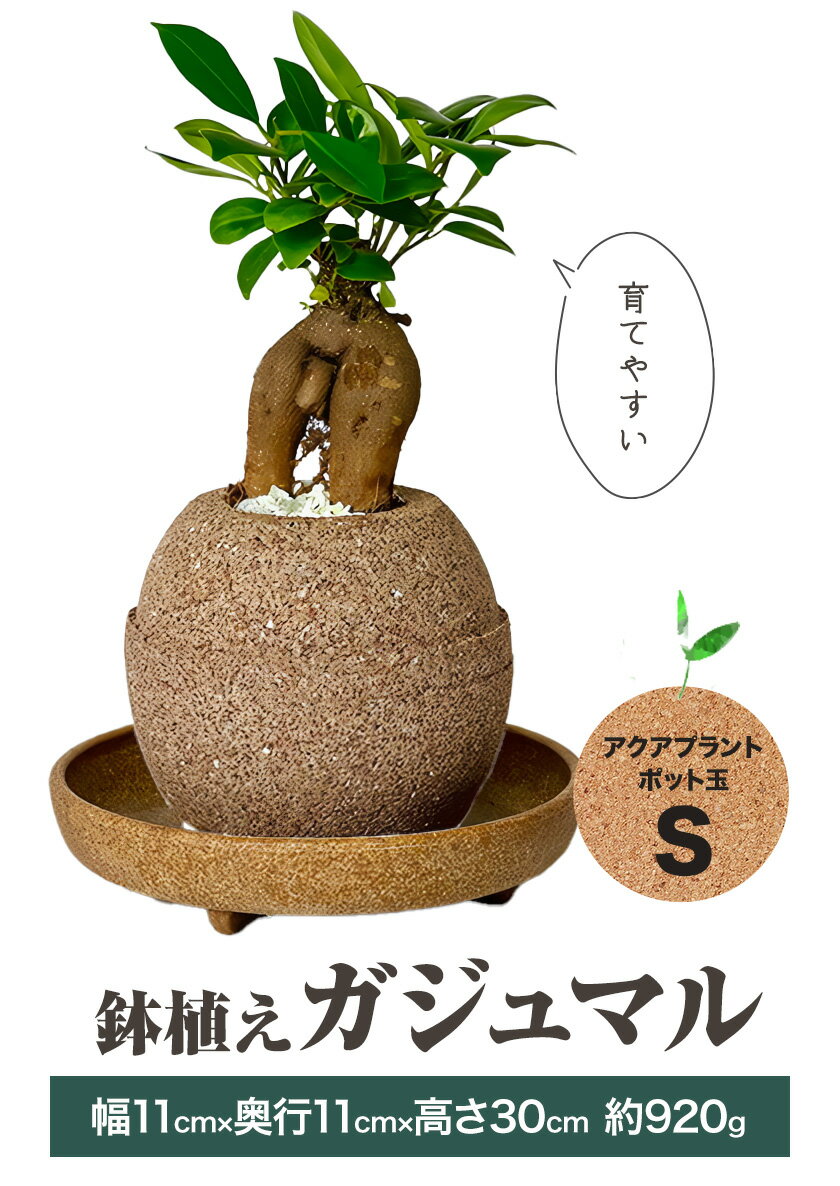 【ふるさと納税】観葉 植物 ガジュマル アクアプラントポット玉-S鉢 植え 株式会社HACHI《90日以内に出荷予定(土日祝除く)》大阪府 羽曳野市 植物 鉢付 インテリア 室内 オフィス おしゃれ 風水 簡単 土 フェイク ではない 園芸 ガーデニング