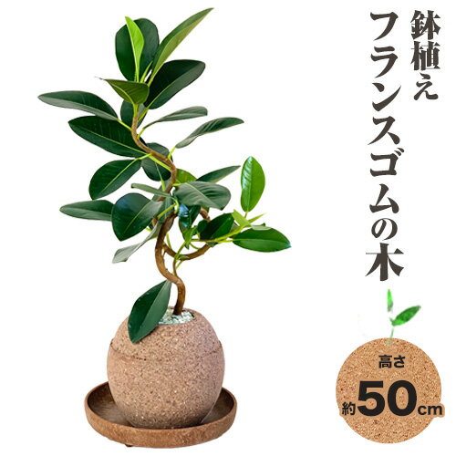 【ふるさと納税】観葉 植物 アクアプラントポット玉 M 鉢 フランスゴムの木 株式会社HACHI《90日以内...