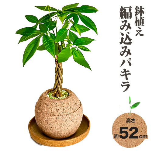 【ふるさと納税】観葉 植物 アクアプラントポット玉 M 鉢 植え編み込み パキラ 株式会社HACHI《90日以内に出荷予定(土日祝除く)》大阪府 羽曳野市 植物 鉢付 インテリア 室内 オフィス おしゃれ 風水 簡単 土 フェイク ではない