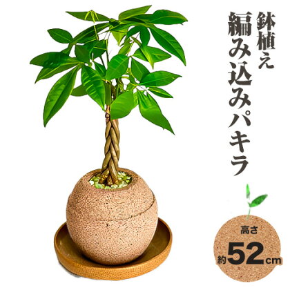 観葉 植物 アクアプラントポット玉 M 鉢 植え編み込み パキラ 株式会社HACHI《90日以内に出荷予定(土日祝除く)》大阪府 羽曳野市 植物 鉢付 インテリア 室内 オフィス おしゃれ 風水 簡単 土 フェイク ではない