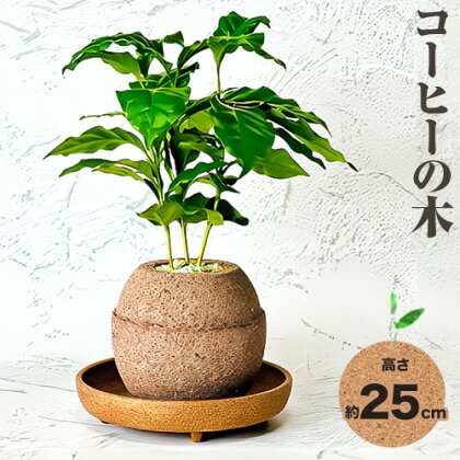 観葉 植物 コーヒー の木 アクアプラントポット玉-S鉢 植え 株式会社HACHI《90日以内に出荷予定(土日祝除く)》大阪府 羽曳野市 植物 鉢付 インテリア 室内 オフィス おしゃれ 風水 簡単 土 フェイク ではない