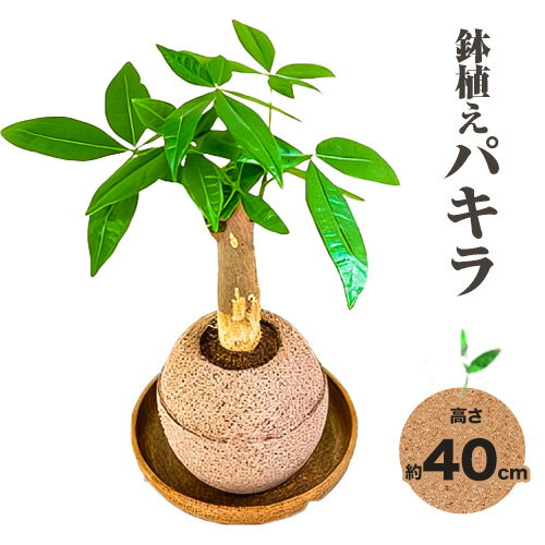 観葉 植物 パキラ アクアプラントポット玉-S鉢 植え 株式会社HACHI[90日以内に出荷予定(土日祝除く)]大阪府 羽曳野市 植物 鉢付 インテリア 室内 オフィス おしゃれ 風水 簡単 土 フェイク ではない