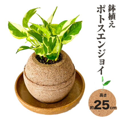 観葉 植物 ポトス エンジョイ アクアプラントポット玉-S鉢 植え 株式会社HACHI《90日以内に出荷予定(土日祝除く)》大阪府 羽曳野市 植物 鉢付 インテリア 室内 オフィス おしゃれ 風水 簡単 土 フェイク ではない