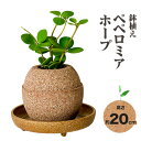 4位! 口コミ数「3件」評価「4.33」観葉 植物 ペペロミアホープ アクアプラントポット玉-S鉢 植え 株式会社HACHI《90日以内に出荷予定(土日祝除く)》大阪府 羽曳野市 ･･･ 