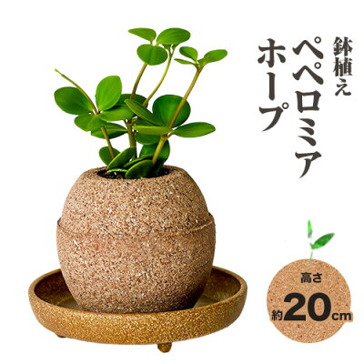 楽天ふるさと納税　【ふるさと納税】観葉 植物 ペペロミアホープ アクアプラントポット玉-S鉢 植え 株式会社HACHI《90日以内に出荷予定(土日祝除く)》大阪府 羽曳野市 植物 鉢付 インテリア 室内 オフィス おしゃれ 風水 簡単 土 フェイク ではない 園芸 ガーデニング