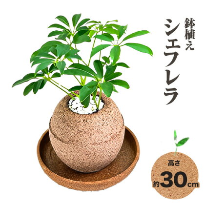 観葉 植物 シェフレラ アクアプラントポット玉-S鉢 植え 株式会社HACHI《90日以内に出荷予定(土日祝除く)》大阪府 羽曳野市 植物 鉢付 インテリア 室内 オフィス おしゃれ 風水 簡単 土 フェイク ではない 園芸 ガーデニング