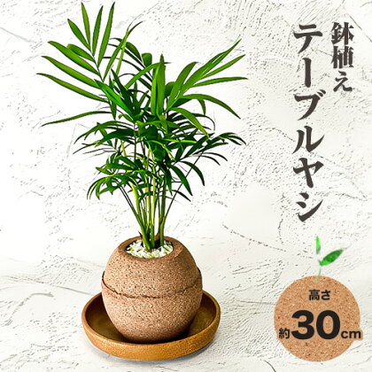 観葉 植物 テーブル ヤシ アクアプラントポット玉-S鉢 植え 株式会社HACHI《90日以内に出荷予定(土日祝除く)》大阪府 羽曳野市 植物 鉢付 インテリア 室内 オフィス おしゃれ 風水 簡単 土 フェイク ではない