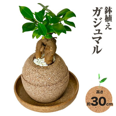 楽天ふるさと納税　【ふるさと納税】観葉 植物 ガジュマル アクアプラントポット玉-S鉢 植え 株式会社HACHI《90日以内に出荷予定(土日祝除く)》大阪府 羽曳野市 植物 鉢付 インテリア 室内 オフィス おしゃれ 風水 簡単 土 フェイク ではない 園芸 ガーデニング