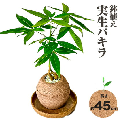 観葉 植物 実生 パキラ アクアプラントポット玉-S鉢 植え 株式会社HACHI《90日以内に出荷予定(土日祝除く)》大阪府 羽曳野市 植物 鉢付 インテリア 室内 オフィス おしゃれ 風水 簡単 土 フェイク ではない