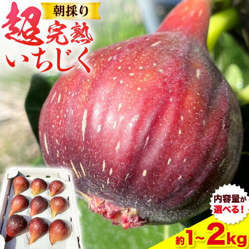 【ふるさと納税】【先行予約】朝採り 超完熟いちじく 選べる内容量 約1kg または 約2kg 古大農園《2025年8月中旬-11月上旬に出荷予定(土日祝除く)》大阪府 羽曳野市 いちじく 無花果 フルーツ 果物 完熟 超完熟 送料無料