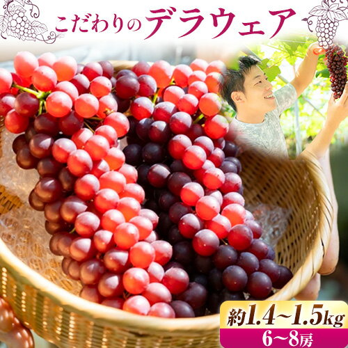 【ふるさと納税】【先行予約】高糖度! こだわりのデラウェア 約1.4kg ~ 1.5kg (6~8房) 優樹農園《6月中旬-7月中旬頃出荷》大阪府 羽曳野市 デラウェア 葡萄 ぶどう 果物 フルーツ