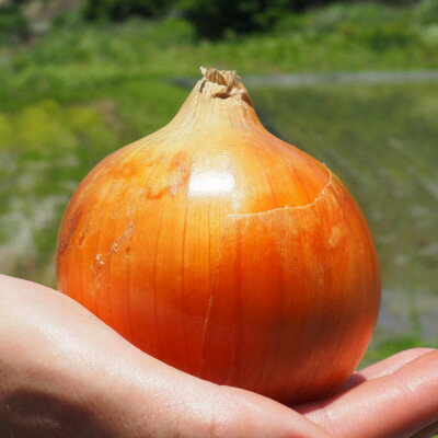 [約3.3kg]藤原農園の泉州たまねぎ なにわの伝統野菜 サイズ混合