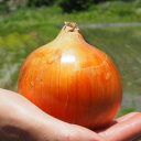 【ふるさと納税】《約5.5kg》藤原農園の泉州たまねぎ なにわの伝統野菜 サイズ混合【1635902】