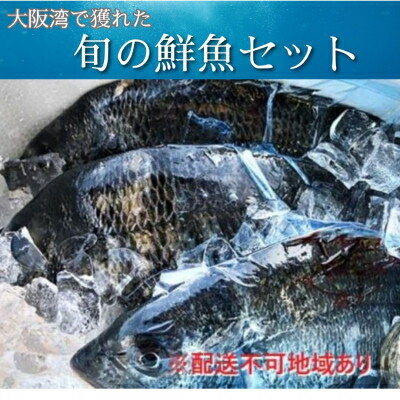 【ふるさと納税】【冷蔵】朝どれ大阪湾で獲れた旬の鮮魚セット　約4kg【配送不可地域：離島・北海道・沖縄県・東北・関東・九州】【1492492】