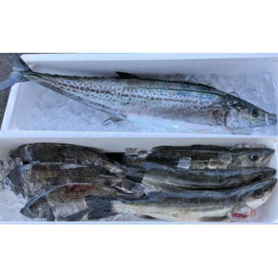 【ふるさと納税】【冷蔵】朝どれ大阪湾で獲れた旬の鮮魚セット　約4kg【配送不可地域：離島・北海道・沖縄県・東北・関東・九州】【1492492】