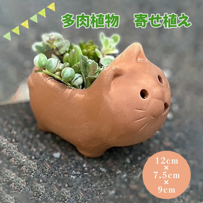 埴輪寄せ植え / 多肉植物 庭 はにわ テラコッタ 送料無料 大阪府