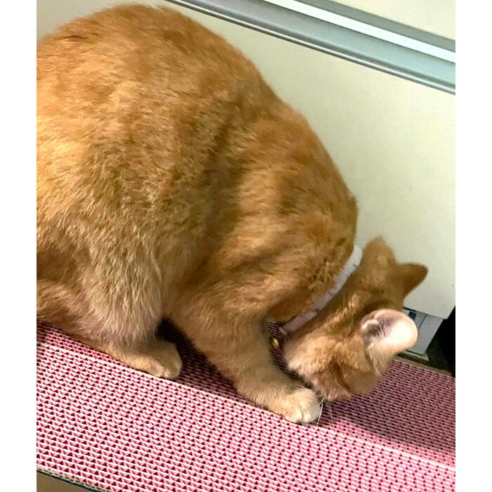 【ふるさと納税】No.456 カラフルな猫の爪とぎ　4個入り ／ ねこ ネコ つめとぎ ピンク 可愛い 丈夫 長持ち 紙製 環境にやさしい エコ ペット ペット用品 グッズ 猫グッズ 猫用品 送料無料 大阪府