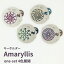 ڤդ뤵Ǽǡ Amaryllis one-set 4Ÿ