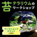 【ふるさと納税】苔テラリウムのワークショップチケット(1名様分)【 体験 イベント ワークショップ 苔 癒し 苔テラリウム インテリア 】