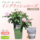 【ふるさと納税】【高評価★4.0以上】 選べる 種類 カラー!【 イングリッシュローズ 】 デビッド・オースチン つるバラ鉢苗 バラ鉢苗(バラ専用肥料付)バラ ...
