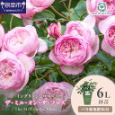 【ふるさと納税】【イングリッシュローズ】デビッド・オースチン ザ・ミル・オン・ザ・フロス 6L鉢苗(バラ専用肥料付)