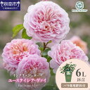 【ふるさと納税】【イングリッシュローズ】デビッド・オースチン ユーステイシア・ヴァイ 6L鉢苗(バラ専用肥料付)