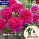 【ふるさと納税】【イングリッシュローズ】デビッド・オースチン ガブリエル・オーク6L鉢苗(バラ専用肥料付)