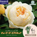 【ふるさと納税】【イングリッシュローズ】デビッド・オースチン ジュード・ジ・オブスキュア6L鉢苗(バラ専用肥料付)