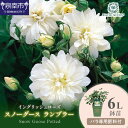 【ふるさと納税】【イングリッシュローズ】デビッド・オースチン スノーグース ランブラー6L鉢苗(バラ専用肥料付)