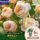 【ふるさと納税】【イングリッシュローズ】デビッド・オースチン ダナヒュー6L鉢苗(バラ専用肥料付)