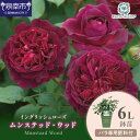 【ふるさと納税】【イングリッシュローズ】デビッド・オースチン ムンステッド・ウッド6L鉢苗(バラ専用肥料付)