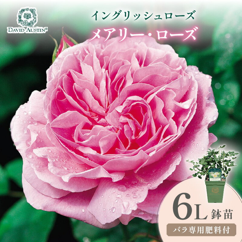 【ふるさと納税】【イングリッシュローズ】デビッド・オースチン メアリー・ローズ 6L鉢苗（バラ専用肥料付）