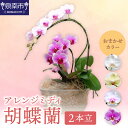 【ふるさと納税】アレンジミディ胡蝶蘭 2本立【配送不可地域:北海道・沖縄・離島】