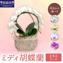 【ふるさと納税】ミディ胡蝶蘭 2本立(アーチ)【配送不可地域:北海道・沖縄・離島】