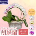 【ふるさと納税】アレンジミディ胡蝶蘭 2本立(アーチ)【配送不可地域:北海道・沖縄・離島】