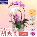 【ふるさと納税】アレンジミディ胡蝶蘭 3本立【配送不可地域:北海道・沖縄・離島】