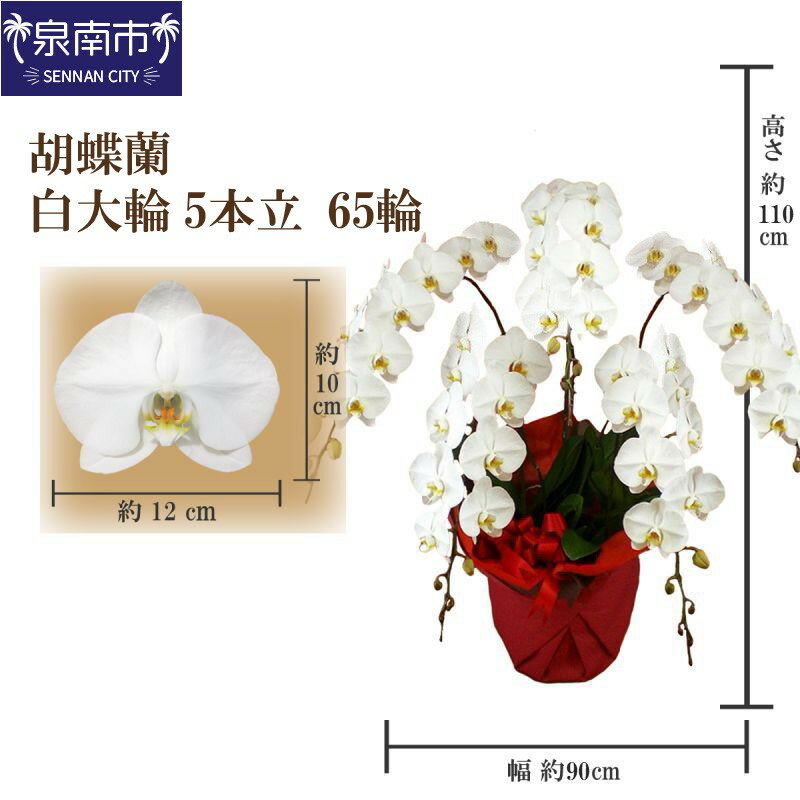 10位! 口コミ数「0件」評価「0」胡蝶蘭 白大輪5本立 65輪