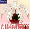 【ふるさと納税】胡蝶蘭 白大輪5本立 60輪【配送不可地域:北海道・沖縄・離島】