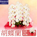 【ふるさと納税】胡蝶蘭 白大輪3本立 42輪【配送不可地域:北海道・沖縄・離島】