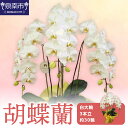 【ふるさと納税】胡蝶蘭 白大輪3本立 30輪【配送不可地域:北海道・沖縄・離島】