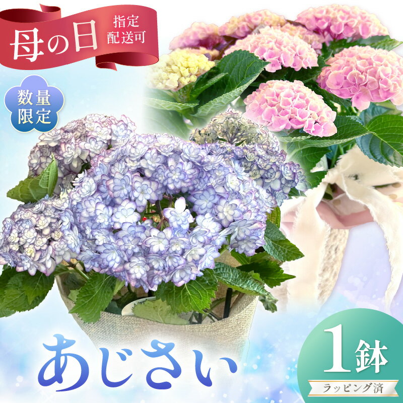 【ふるさと納税】【母の日ギフト】お母さんへのプレゼントに！あじさい（鉢花）