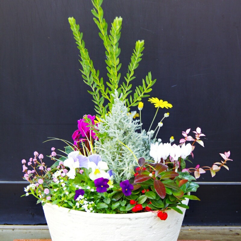 季節の花の寄せ植え 30cm鉢 ピック付き