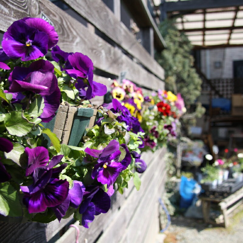 【ふるさと納税】季節の花の寄せ植え 35cm ピック付き