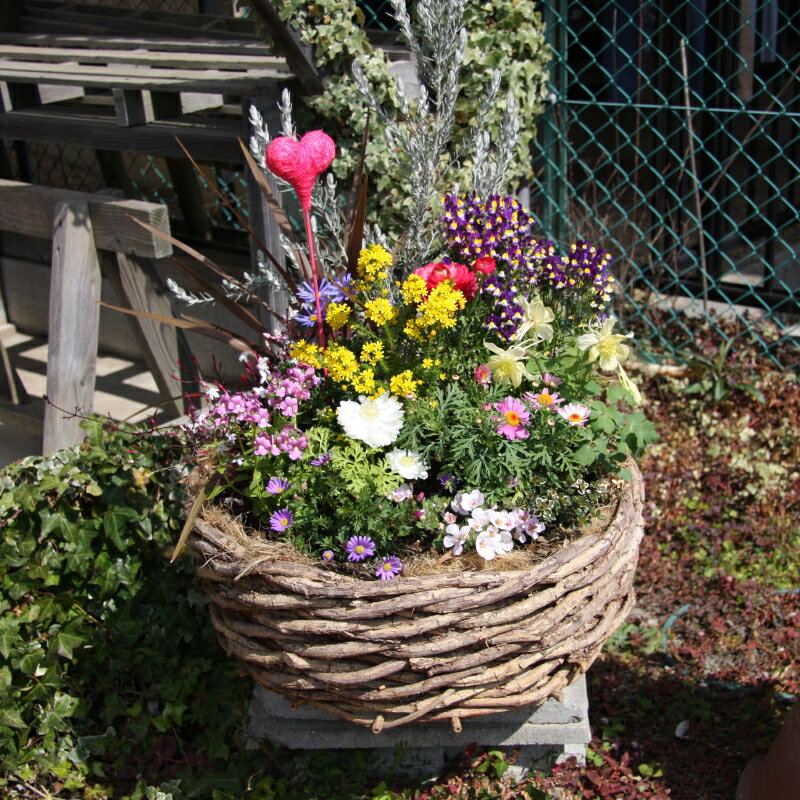 季節の花の寄せ植え 38cm