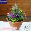 16位! 口コミ数「4件」評価「4」季節の花の寄せ植え 25cm鉢 寄せ植え 植物 生花 花 お花 はな 鉢植え 季節 贈答 鑑賞用 フラワーギフト