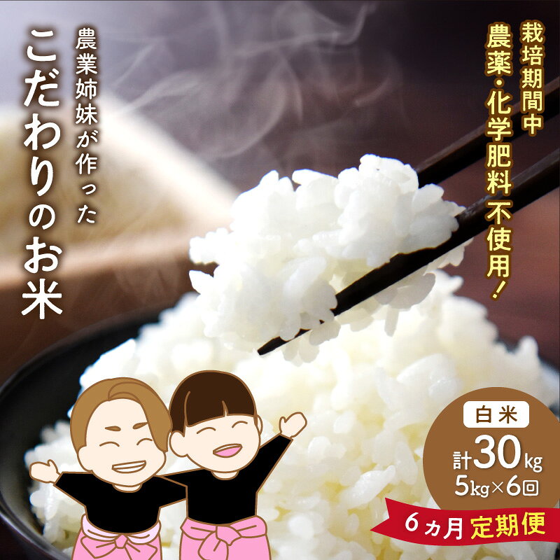 【ふるさと納税】農業姉妹がこだわって栽培！ 大阪府産 泉南市のお米 白米5kg 半年定期便