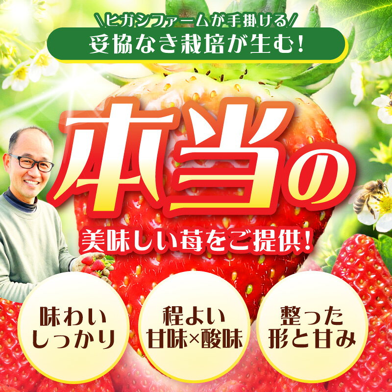 【ふるさと納税】【見つけて、摘んで、食べて！】選べる体験チケット 希少いちご「ほしうらら」を摘みに行こう いちご狩り 大人1名 大人2名 大人2名・小人2名 大人4名 体験 苺がり ほしうらら 苺 f272281-sennan-10001758 大阪府泉南市 サンプル画像2