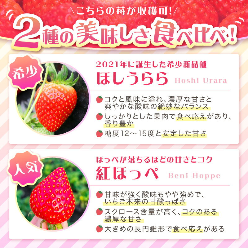 【ふるさと納税】【見つけて、摘んで、食べて！】選べる体験チケット 希少いちご「ほしうらら」を摘みに行こう いちご狩り 大人1名 大人2名 大人2名・小人2名 大人4名 体験 苺がり ほしうらら 苺 f272281-sennan-10001758 大阪府泉南市 サンプル画像3