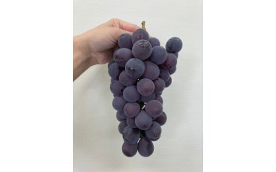 巨峰 約900g ／ 巨峰 ぶどう 葡萄 約900g 大粒 タネなし 1房 2房 濃厚な味わい 冷蔵便 果物 フルーツ 数量限定 20セット 賞味期限7日 No.088