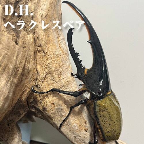 D.H.ヘラクレスペア[♂:130mm台/♀:フリーサイズ] / オオカブト カブトムシ 2匹 昆虫 オス メス 送料無料 大阪府